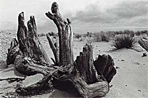 Driftwood